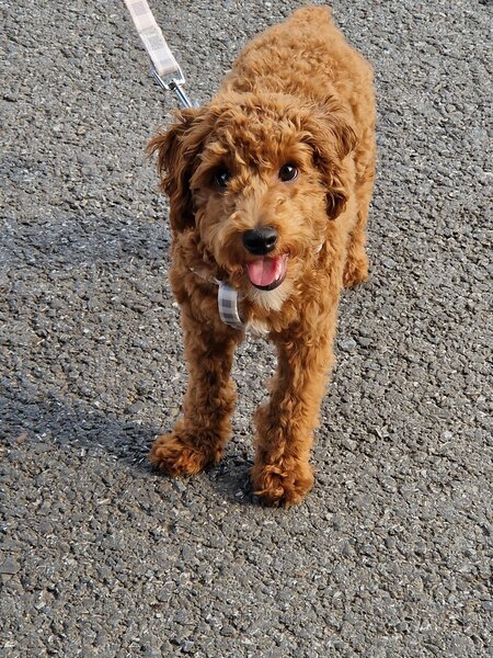 Pui Cavapoo