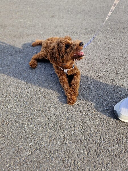 Pui Cavapoo