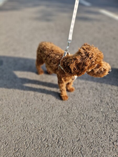 Pui Cavapoo