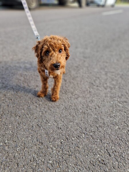 Pui Cavapoo