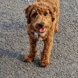 Pui Cavapoo